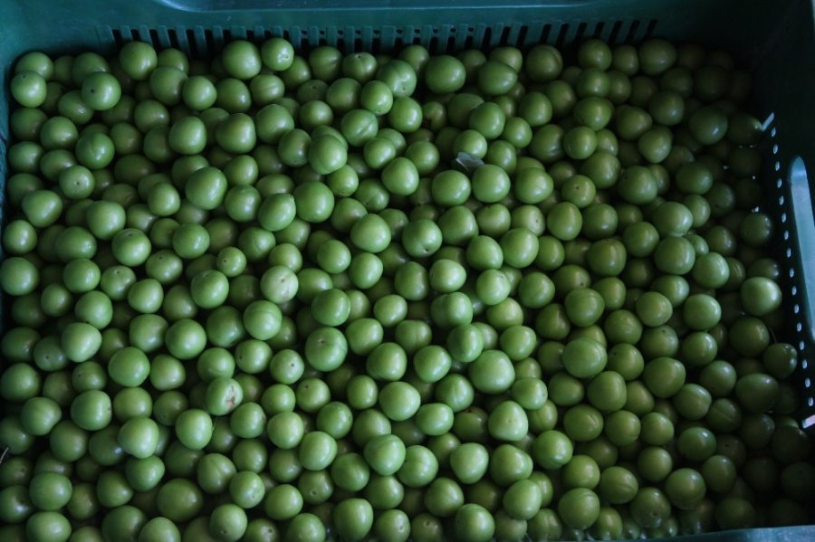 Mut Eriği Ramazan Akşamlarının Meyvesi Oldu