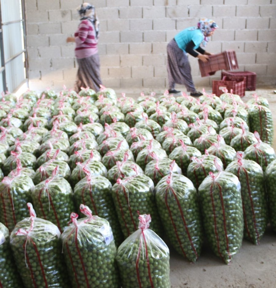 Mut Eriği Ramazan Akşamlarının Meyvesi Oldu