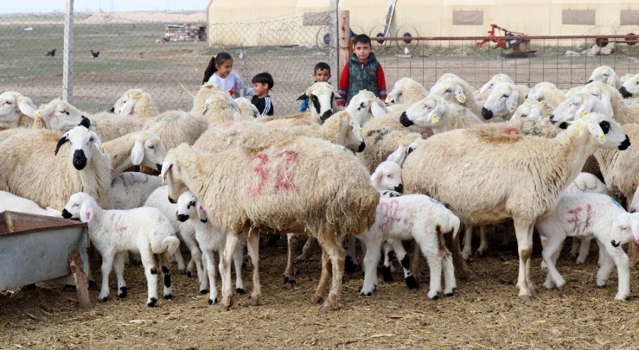 Türkiye’de 53 Milyon Hayvan Üreticisine 1 Milyar 100 Milyon Destek Ödemesi