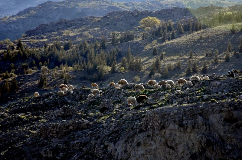 Konya'nın Tarihi Mahallesinin Kadın Çobanı