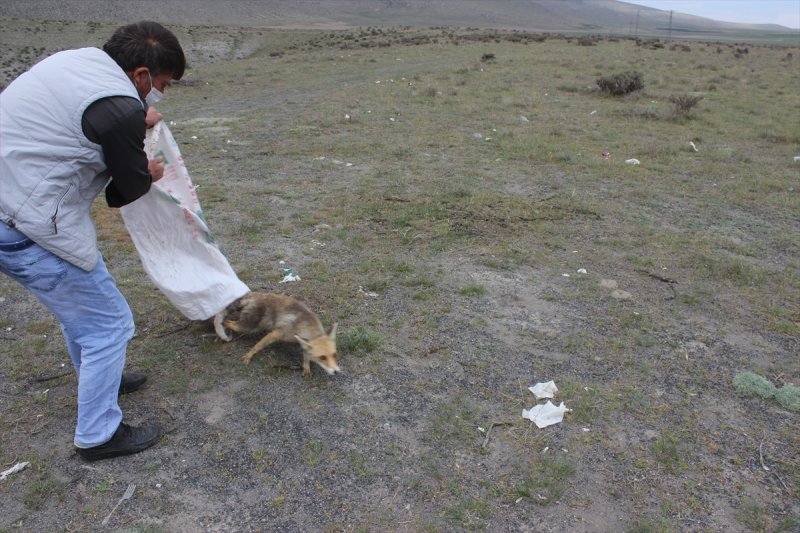 Karapınar'da Okul Bahçesine Dadanan Tilki Yakalandı