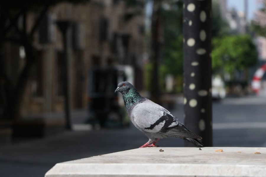 Yasağın İlk Gününde Mersin Cadde Ve Sokakları Boşaldı