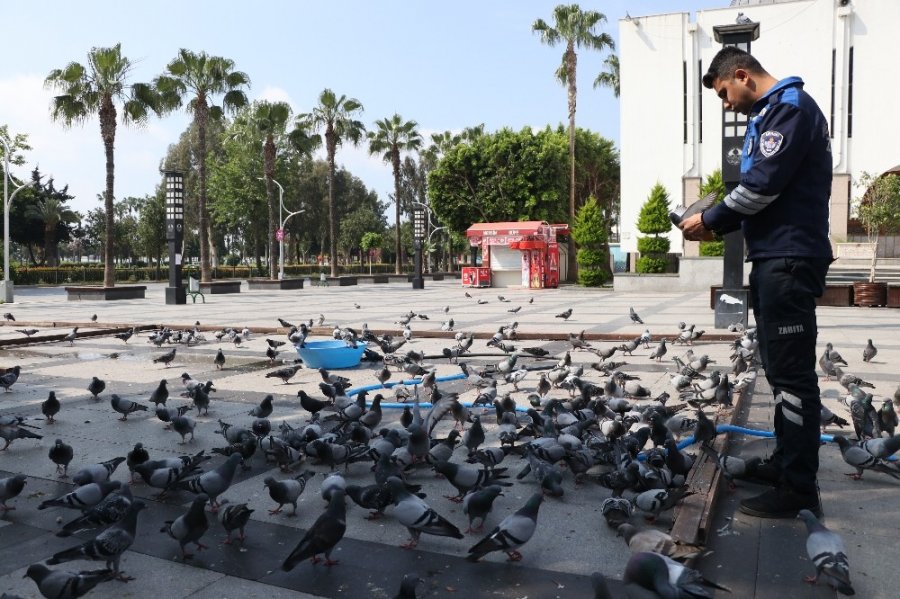 Mersin'in Boş Kalan Yollarında Kuşların Yem Mücadelesi