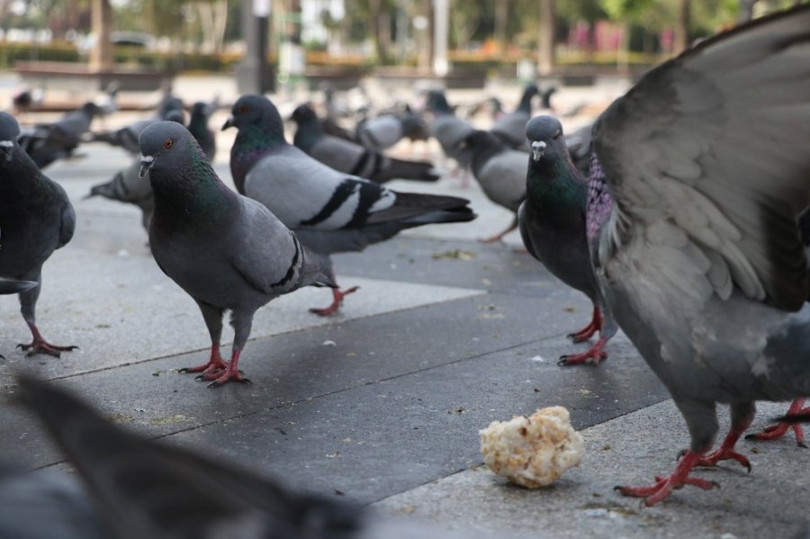 Mersin'in Boş Kalan Yollarında Kuşların Yem Mücadelesi