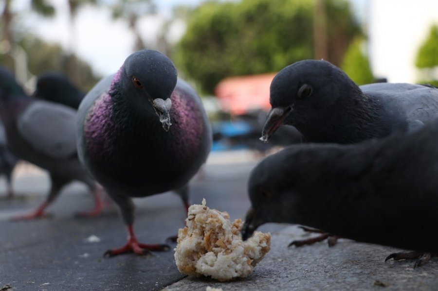 Mersin'in Boş Kalan Yollarında Kuşların Yem Mücadelesi
