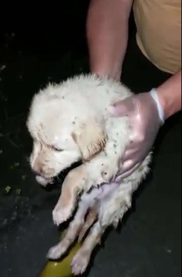 Antalya’da Kuyuya Düşen 5 Yavru Köpek Kurtarıldı