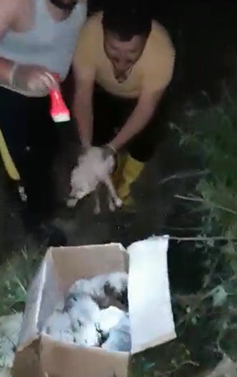 Antalya’da Kuyuya Düşen 5 Yavru Köpek Kurtarıldı