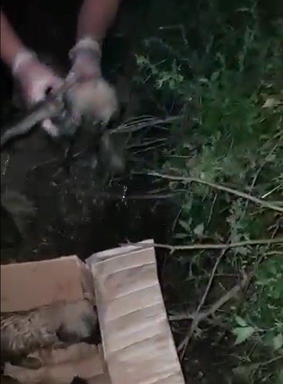 Antalya’da Kuyuya Düşen 5 Yavru Köpek Kurtarıldı