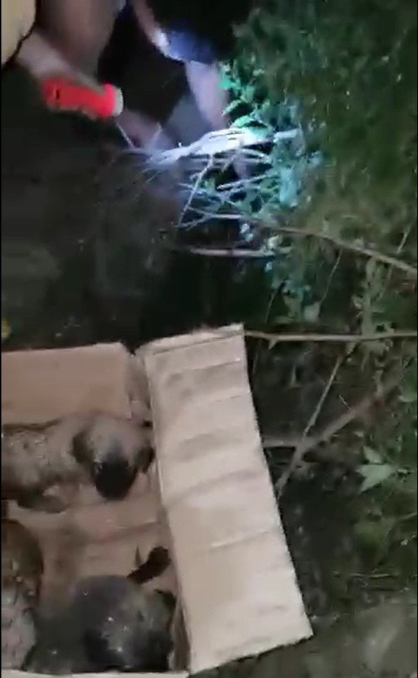 Antalya’da Kuyuya Düşen 5 Yavru Köpek Kurtarıldı