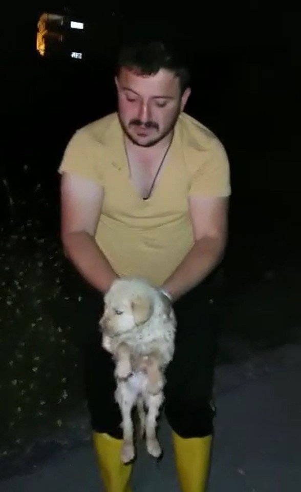 Antalya’da Kuyuya Düşen 5 Yavru Köpek Kurtarıldı