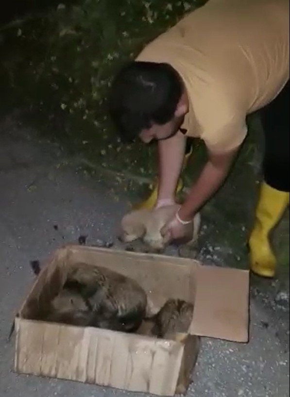 Antalya’da Kuyuya Düşen 5 Yavru Köpek Kurtarıldı