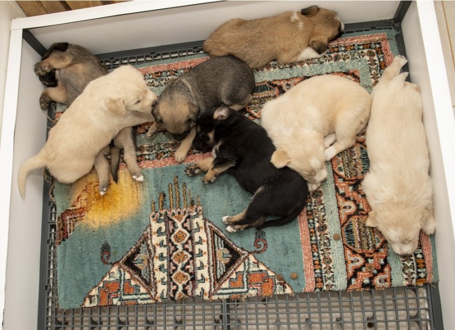 Tünel Kazan Köpek, Yavruları İle Mahsur Kaldı
