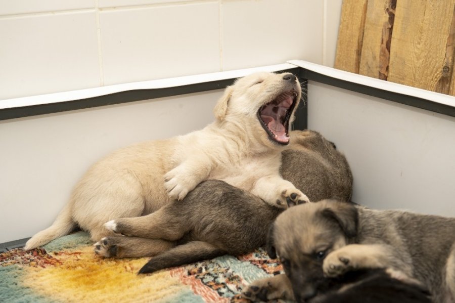 Tünel Kazan Köpek, Yavruları İle Mahsur Kaldı