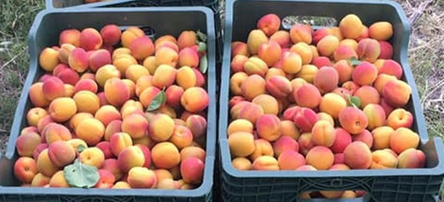 Mut’ta Kayısı Üreticisi Fiyatlardan, Tüccar Kaliteden Memnun