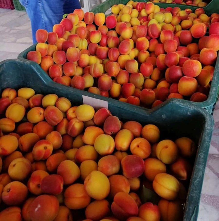 Mut’ta Kayısı Üreticisi Fiyatlardan, Tüccar Kaliteden Memnun