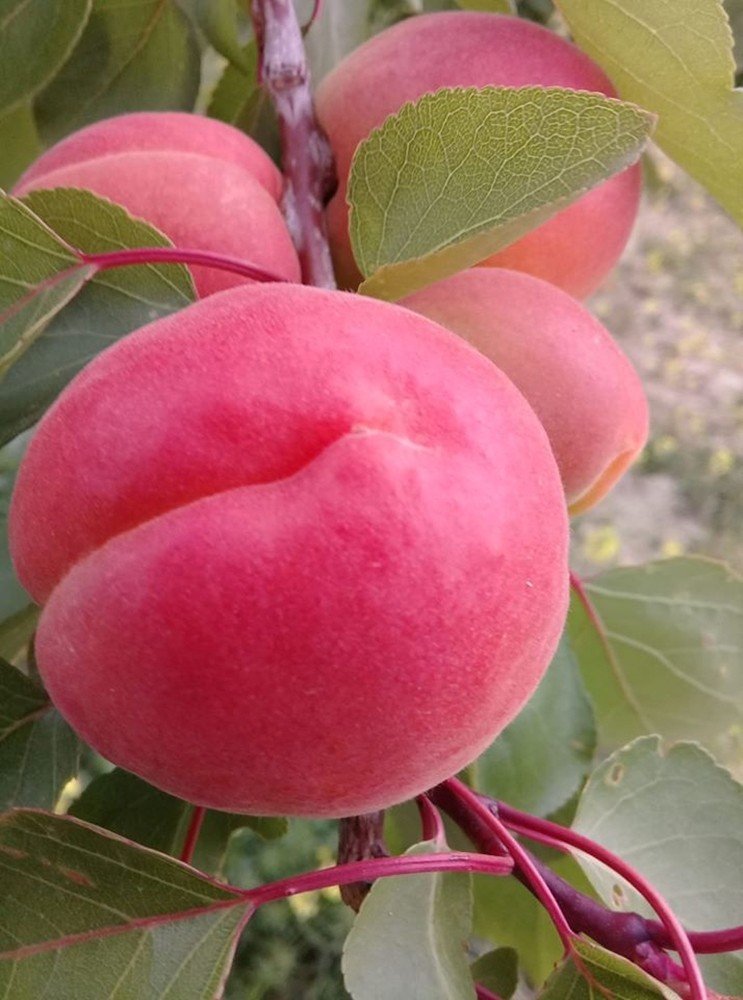 Mut’ta Kayısı Üreticisi Fiyatlardan, Tüccar Kaliteden Memnun