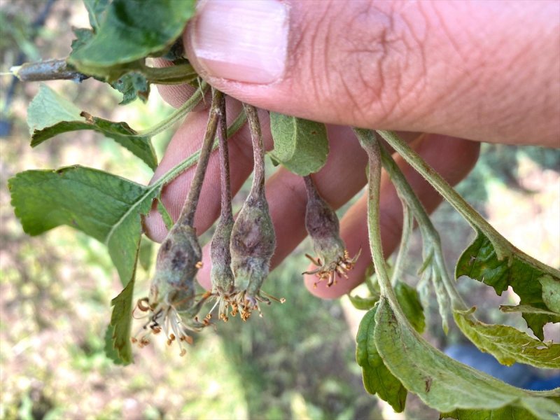 Karaman'da Dolunun Zararları Tespit Ediliyor