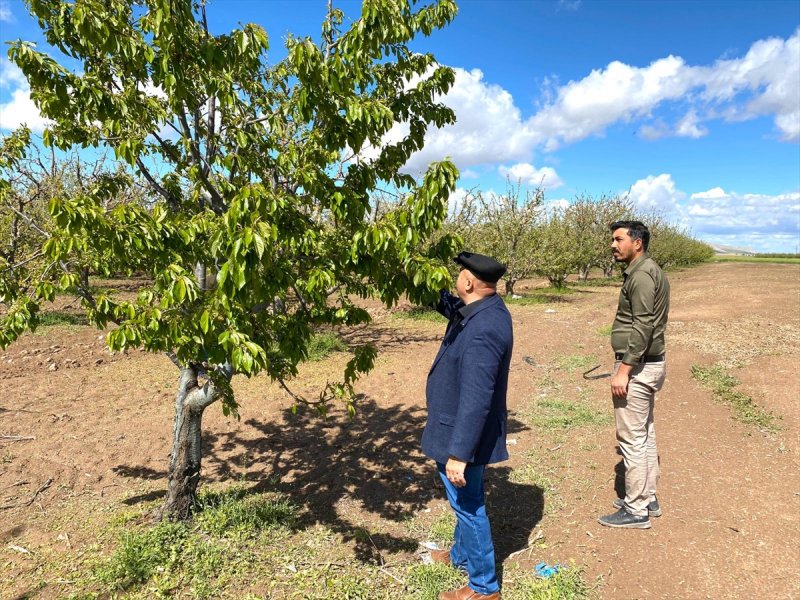 Karaman'da Dolunun Zararları Tespit Ediliyor