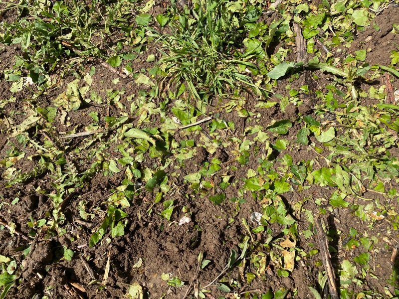 Karaman'da Dolunun Zararları Tespit Ediliyor