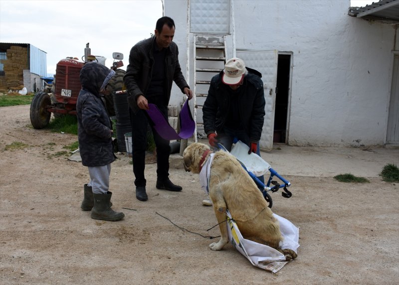 Aksaray'da Kazada Felç Kalan Köpeğe Yürüteç Desteği