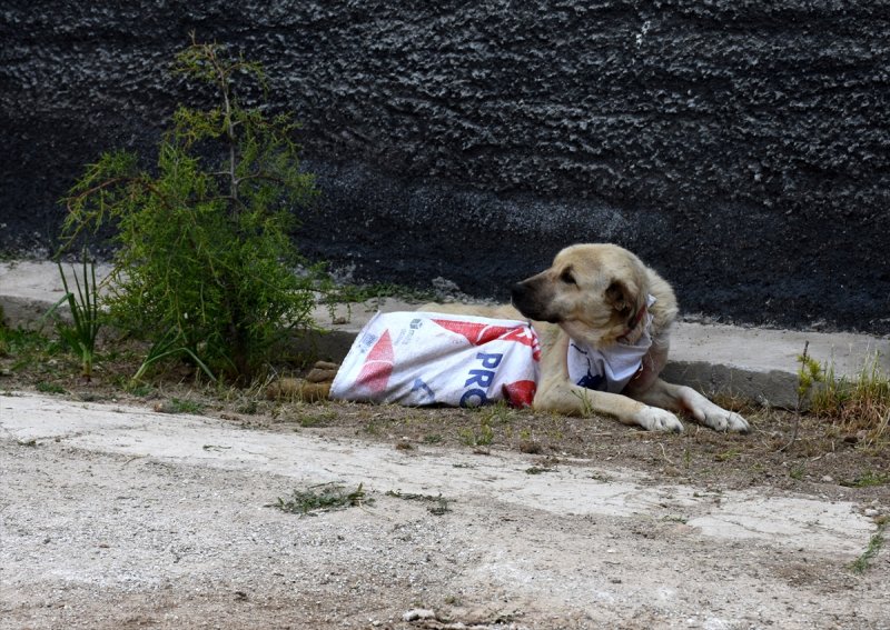 Aksaray'da Kazada Felç Kalan Köpeğe Yürüteç Desteği
