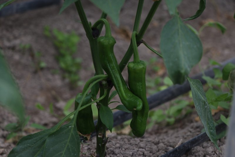 Niğdeli Üretici Destekle Üretime Devam Ediyor