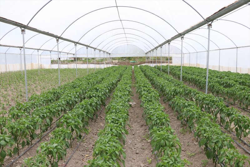 Niğdeli Üretici Destekle Üretime Devam Ediyor