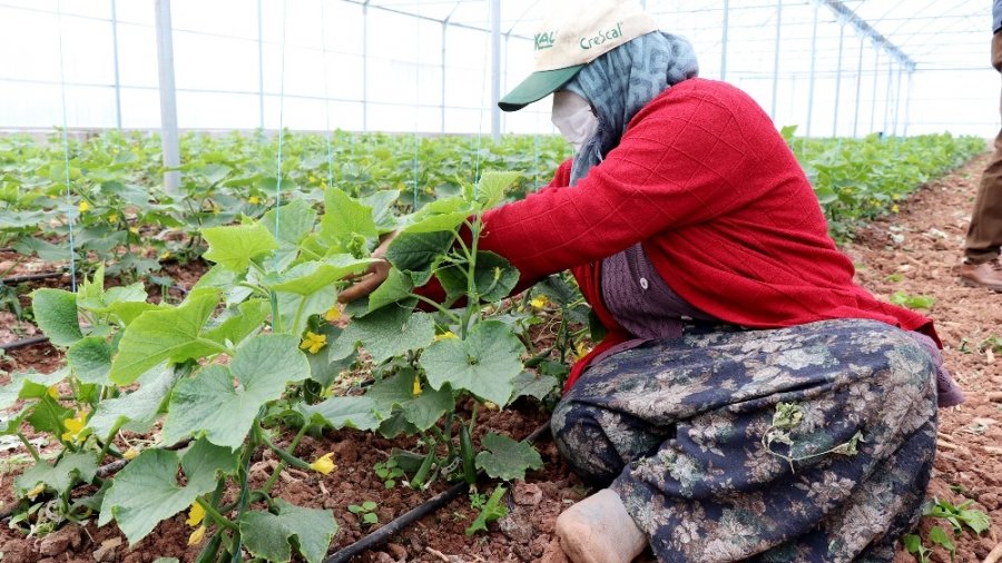 Devlet Desteğiyle Üretim Sürüyor, Ülke Kazanıyor