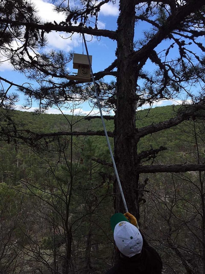 Eskişehir'de Kuşlar İçin Yuvalar Asıldı