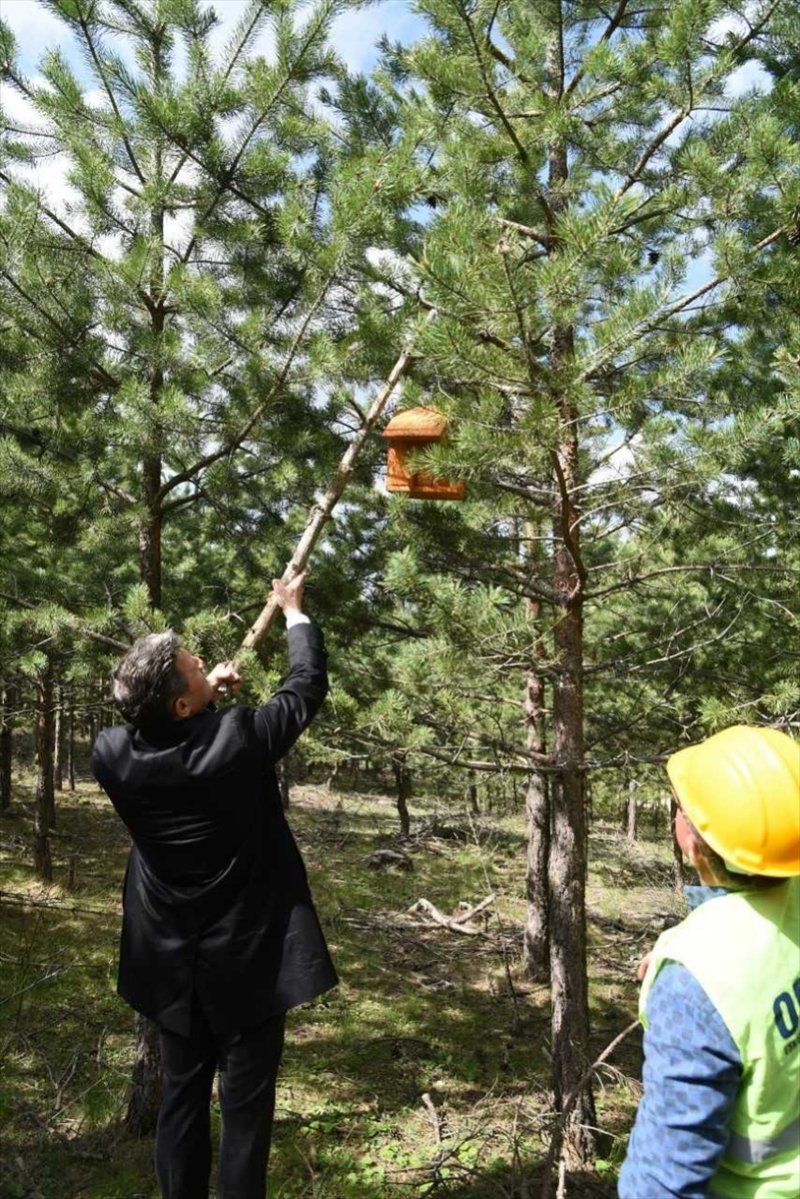 Eskişehir'de Kuşlar İçin Yuvalar Asıldı