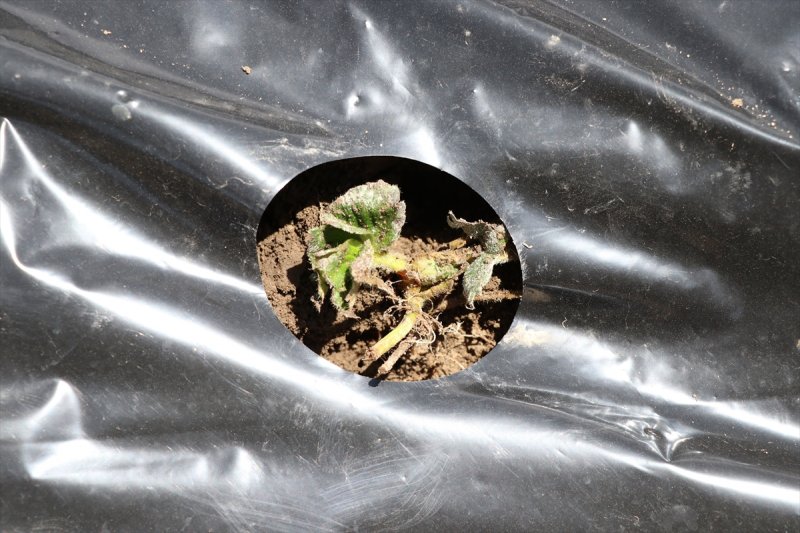 Niğdeli Üreticinin Yeni Gözdesi: Çilek