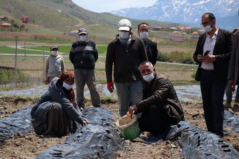 Niğdeli Üreticinin Yeni Gözdesi: Çilek