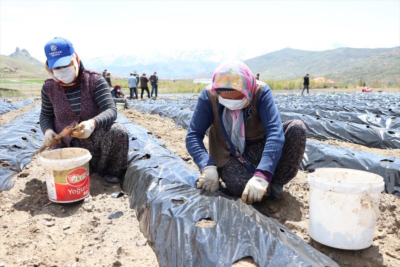 Niğdeli Üreticinin Yeni Gözdesi: Çilek