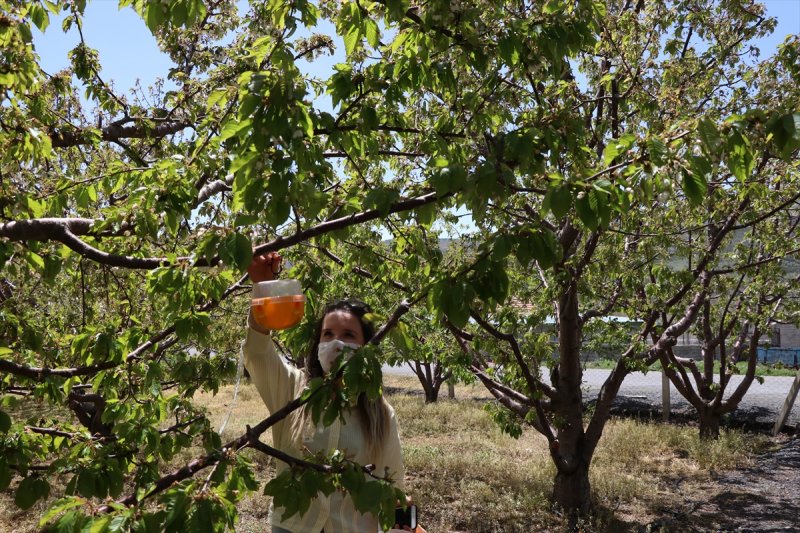Niğde'de Kiraz Ağaçlarına Sinek Tuzağı Yerleştirildi