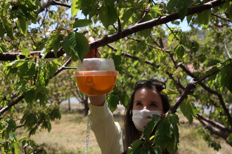 Niğde'de Kiraz Ağaçlarına Sinek Tuzağı Yerleştirildi