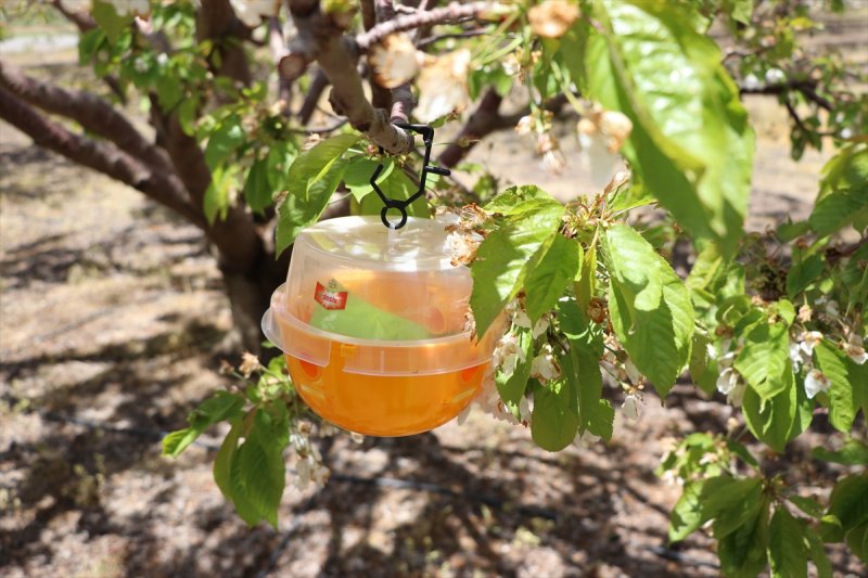 Niğde'de Kiraz Ağaçlarına Sinek Tuzağı Yerleştirildi
