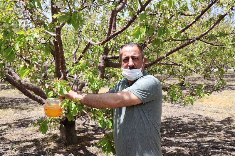 Niğde'de Kiraz Ağaçlarına Sinek Tuzağı Yerleştirildi