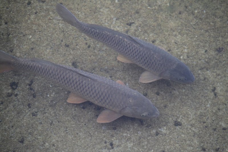 Konya'da Mahsur Kalan Balıklar Göl Suyuna Kavuştu