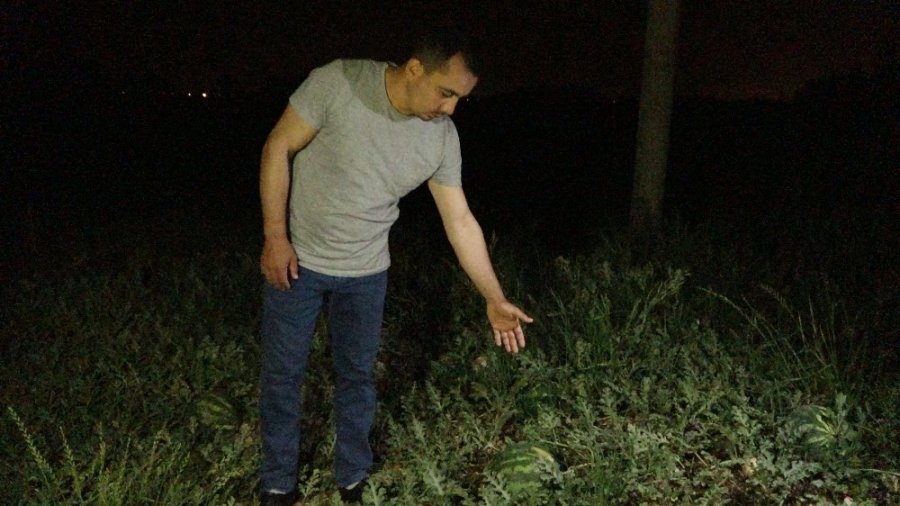 Antalya'da Karpuz Tarlasından Seçmece Hırsızlık