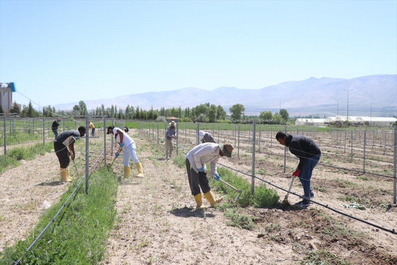 Yabancı Öğrenciler İçin Üniversiteden Çalışma İmkanı