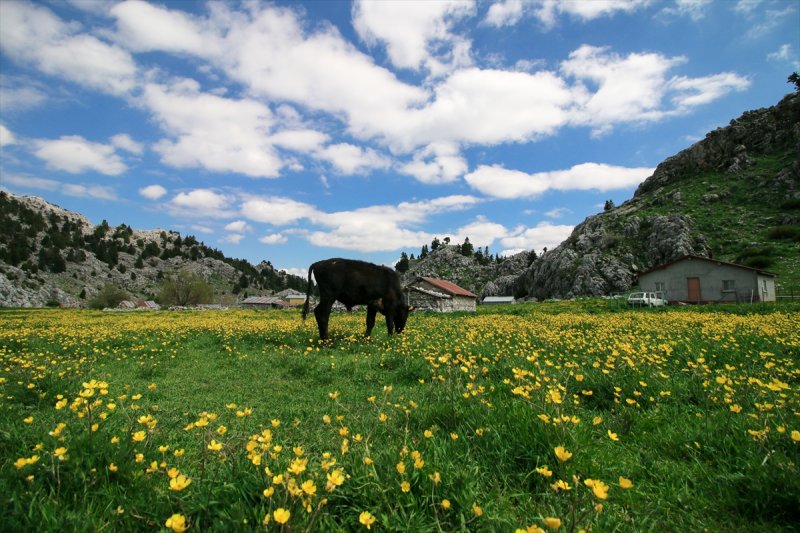 Baharın Gelişiyle Çiçeklenen Yaylalarda Salgın Sessizliği
