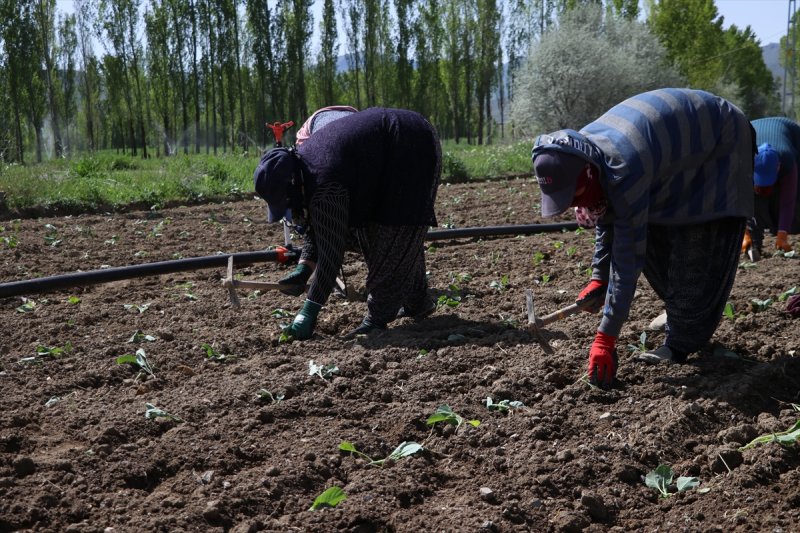 Niğde'de Lahana Üreticisini Yağışlara Sevindi