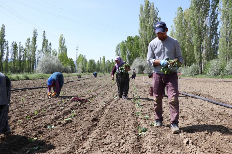 Niğde'de Lahana Üreticisini Yağışlara Sevindi