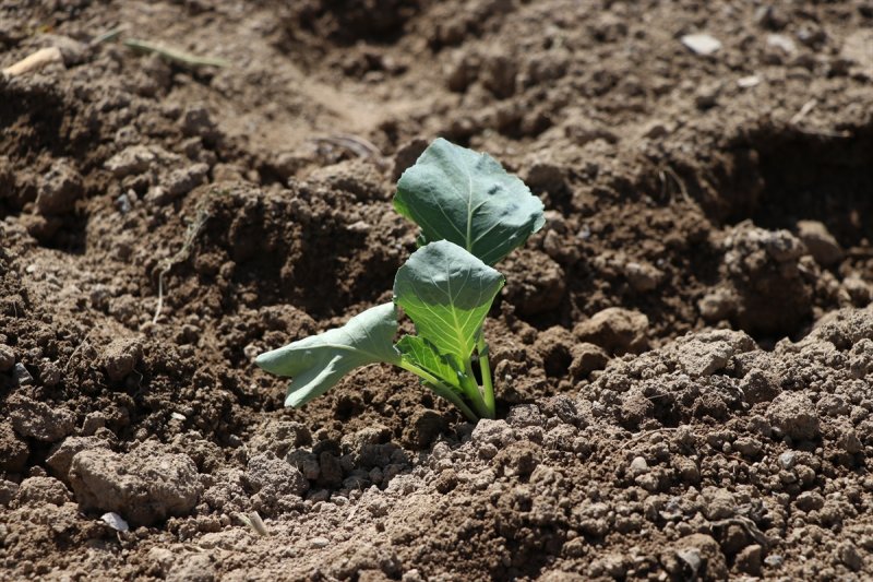 Niğde'de Lahana Üreticisini Yağışlara Sevindi