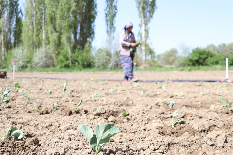 Niğde'de Lahana Üreticisini Yağışlara Sevindi