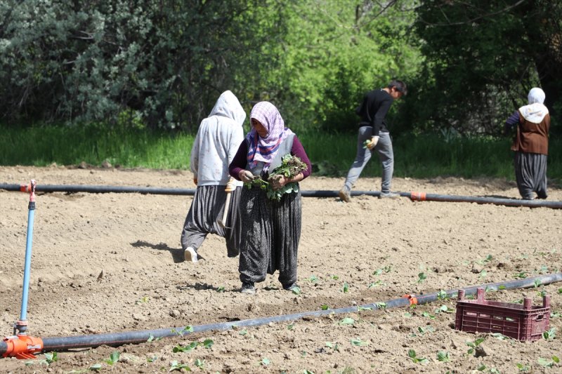 Niğde'de Lahana Üreticisini Yağışlara Sevindi