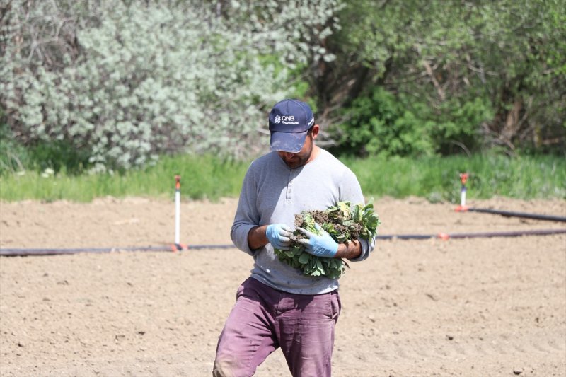 Niğde'de Lahana Üreticisini Yağışlara Sevindi