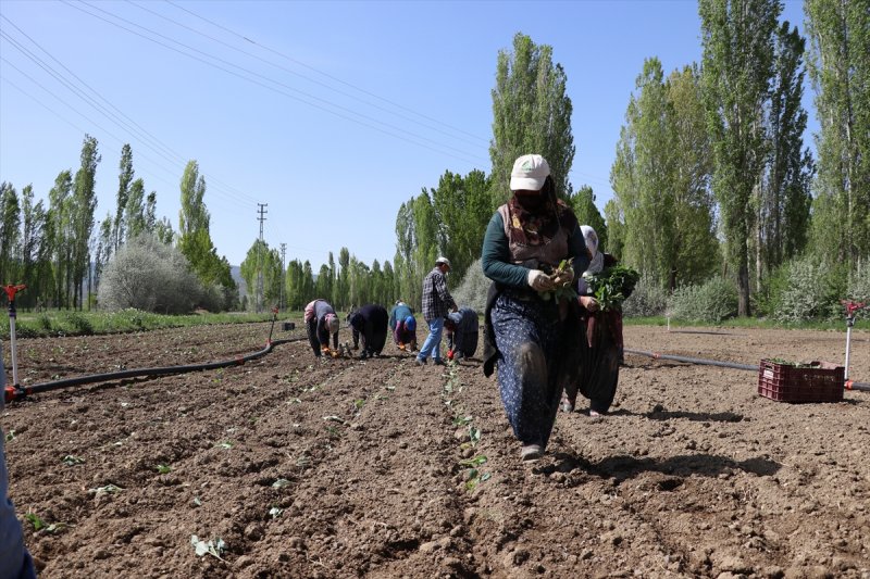 Niğde'de Lahana Üreticisini Yağışlara Sevindi