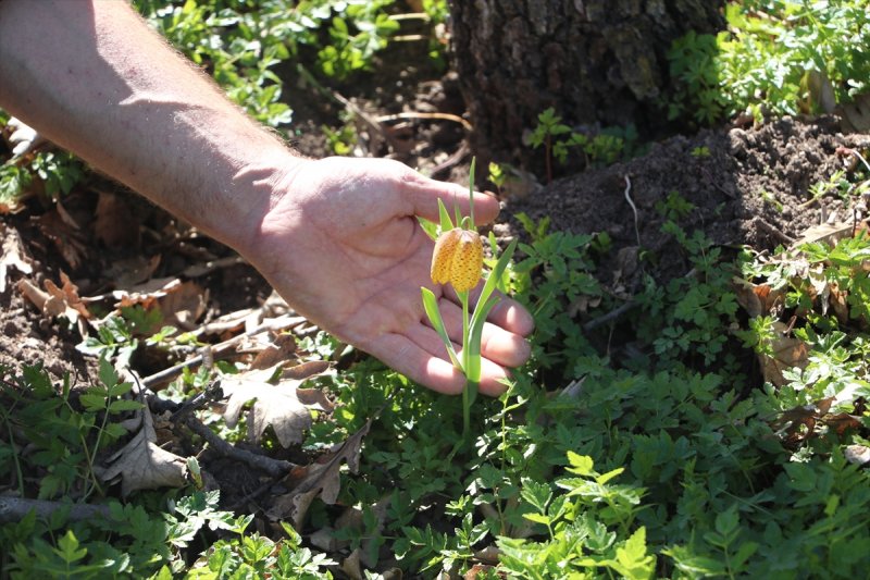 Karadağ'ın Damalı Laleleri İle Essiz Bir Görüntü