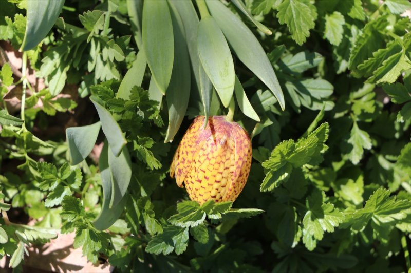 Karadağ'ın Damalı Laleleri İle Essiz Bir Görüntü